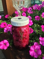 Pickled-Beets-Caraway-Rosemary